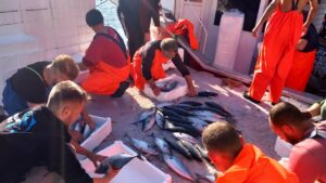 - Marmara Denizi'nde avlanan Bandırmalı balıkçılar, 1 günde 20 bin