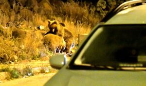 - İlçedeki çöp konteynerlerini devirip buldukları yiyeceklerle karnını doyuran ayılar,
