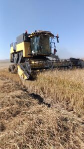 ÇANKIRI (AA) – Türkiye'nin önemli pirinç üretim merkezlerinden Çankırı'nın Kızılırmak