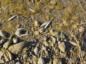 ÇORUM (AA) – Çorum'un Uğurludağ ilçesinden geçen Kızılırmak'ın bir bölümünde