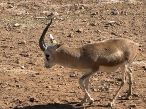 ŞANLIURFA (AA) – CEBRAİL CAYMAZ – Şanlıurfa 75. Yıl Ceylan