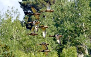 KARS (AA) – Türkiye'nin en yüksek yerleşim yerlerinden Kars'ın Sarıkamış