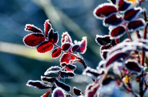 KARS (AA) – Kars'ın Sarıkamış ilçesinde soğuk hava etkili oldu.