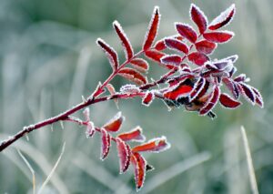 - Çalı Gölü'nde yer yer buzlanma oluştu