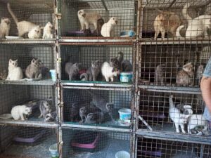 - Lüleburgaz ilçesinde hijyen koşullarının yetersiz olduğu tespit edilen depoda