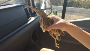 KOCAELİ (AA) – Kuzey Marmara Otoyolu'nun Kocaeli kesiminde bitkin halde