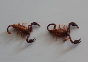 MANİSA (AA) – Konya'nın Beyşehir ilçesinde keşfedilen yeni akrep türü