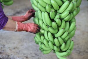 MERSİN (AA) – Mersin'de yetiştirildiği ilçenin adıyla tescillenen Anamur muzunun