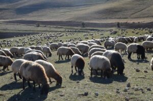 MUŞ (AA) – Batman, Siirt ve Mardin'den gelerek yaz boyunca