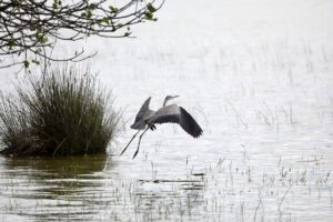 SAMSUN (AA) – İLYAS GÜN – UNESCO Geçici Miras Listesi'nde