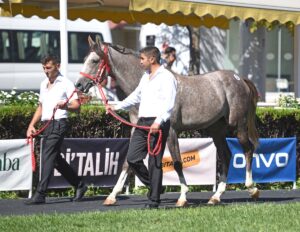 ESKİŞEHİR (AA) – Tarım İşletmeleri Genel Müdürlüğünün (TİGEM) İstanbul Veliefendi