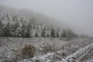 TOKAT (AA) – Tokat'ın Başçiftlik ve Almus ilçelerinde yüksek kesimlerde