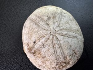 ADIYAMAN (AA) – Adıyaman'da bir öğretmen, bulduğu deniz kestanesi fosilini