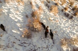 AFYONKARAHİSAR (AA) – Afyonkarahisar'ın Şuhut ile Sandıklı ilçeleri arasındaki Kumalar