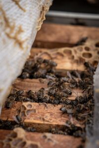 ERZURUM (AA) – TEVHİD FURKAN NEHRİ – Kış mevsiminde dondurucu