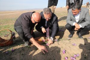 ESKİŞEHİR (AA) – Eskişehir'de 112 dekarlık alanda ekimi yapılan safranın