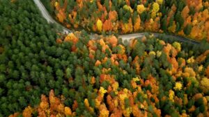 KARABÜK (AA) – Türkiye'de yüz ölçümüne göre en fazla ormanlık