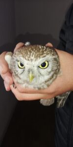 KASTAMONU(AA) – Kastamonu'nun Hanönü ilçesinde kullanılmayan iş yerine giren yavru