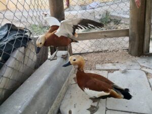 KIRŞEHİR (AA) – Kırşehir'de bir evde beslenen 5 anguta el