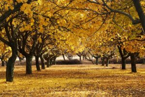 MALATYA (AA) – "Dünyanın kayısı başkenti" olarak anılan Malatya'da kayısı