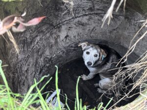 SAKARYA (AA) – Sakarya'nın Adapazarı ilçesinde düştüğü kuyuda mahsur kalan