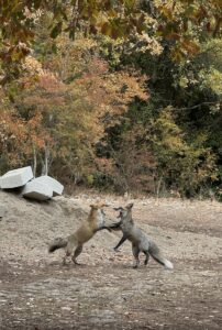 ANTALYA (AA) – AYŞE YILDIZ – Büyük İskender'in doğu seferinde