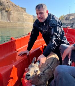 TUNCELİ (AA) – Tunceli'de düştüğü baraj gölünde mahsur kalan yaban