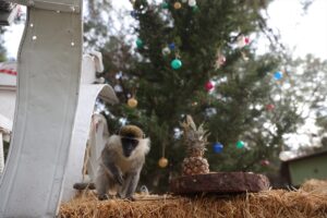 ANTALYA (AA) – Antalya Doğal Yaşam Parkı'nda hayvanların bulunduğu kafesler,