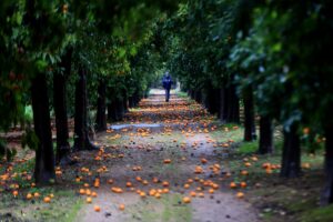 ANTALYA (AA) – Antalya'da kentin simgesi turunçlardan oluşan "turunç yolu",