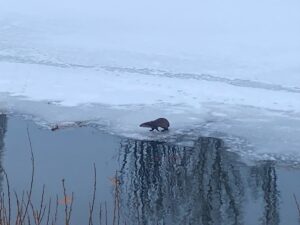 ARDAHAN (AA) – Ardahan'da su samurunun kısmen buzla kaplı nehirde