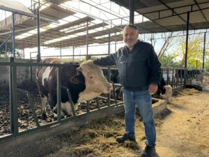 AYDIN (AA) – Aydın'ın Söke ilçesinde ahırı temizleyen kişiye dananın