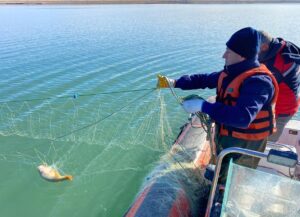 ÇORUM (AA) – Çorum'un Alaca ilçesinde, kaçak avcıların bıraktığı 4