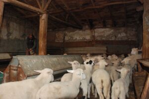 ESKİŞEHİR (AA) – Eskişehir'in Seyitgazi ilçesinde bir çoban köpeği, 6