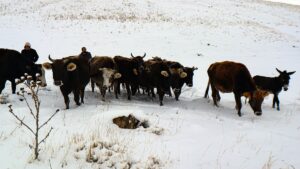 IĞDIR (AA) – Iğdır'ın dağ köylerinde mevsimin ilk karı yağdı,