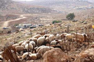 NABLUS (AA) – KAYS EBU SEMRA – İşgal altındaki Batı