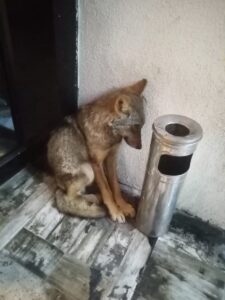 KARABÜK (AA) – Karabük'te yaralı 2 kızıl şahin ile vatandaşların