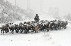 KARS/AĞRI (AA) – Kars ve Ağrı'da etkili olan kar yağışı,