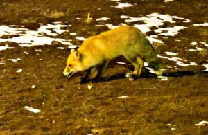 KARS (AA) – Kars'ın Sarıkamış ilçesinde soğuk ve kar yağışlı