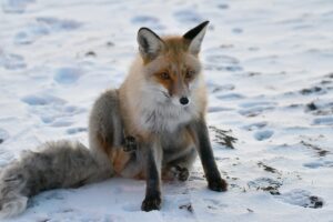 KARS (AA) – Kars'ın Sarıkamış ilçesinde Tepe Mahallesi sakinleri, "Kar