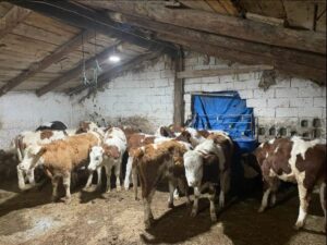 KAYSERİ (AA) – Kayseri'de büyükbaş hayvan dolandırıcılığı yaptıkları iddiasıyla 4