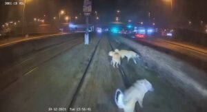 - Köpeğin kurtarılma anı güvenlik kamerasına yansıdı