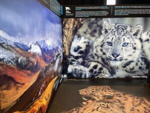 BİŞKEK (AA) – Kırgızistan'da, 23 Ekim'in Uluslararası Kar Leoparı Günü