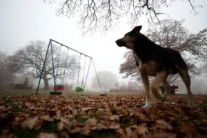 KIRKLARELİ (AA) – Kırklareli'nde yoğun sis hayatı olumsuz etkiledi. Kentte
