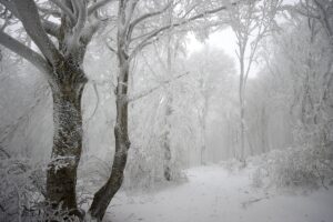 KIRKLARELİ (AA) – Kırklareli'nin yüksek kesimlerinde kar yağışı etkili oluyor.