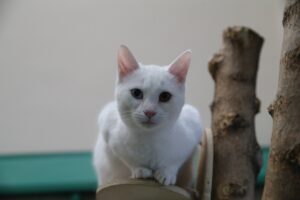 VAN (AA) – Van Kedisi Araştırma ve Uygulama Merkezi bünyesindeki