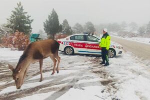 BURDUR (AA) – Burdur'daki Salda Gölü çevresindeki ormana salınan kızıl