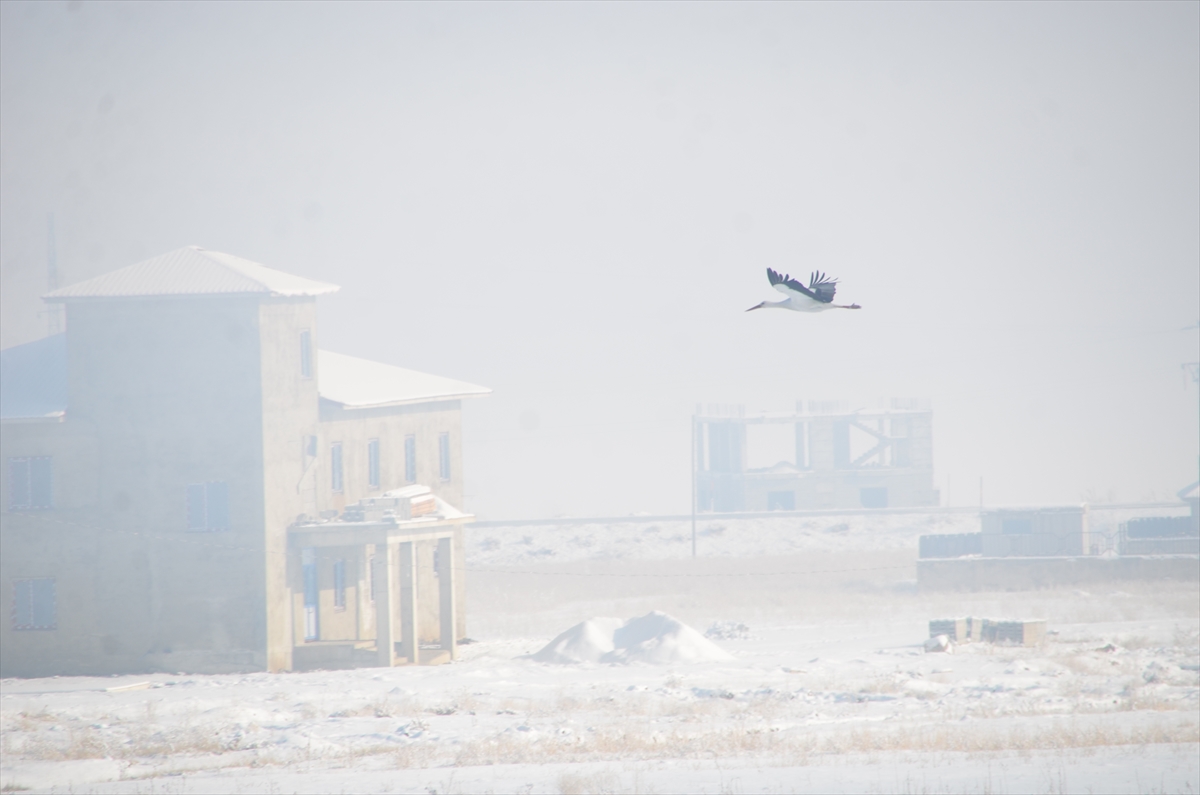 HAKKARİ (AA) – Hakkari'nin Yüksekova ilçesinde bu yıl göç etmeyen