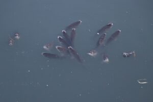 ADANA (AA) – Adana'nın merkez Yüreğir ilçesinde, balık ölümleri görülen