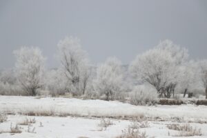 AĞRI (AA) – Ağrı'da etkili olan soğuk hava yaşamı olumsuz