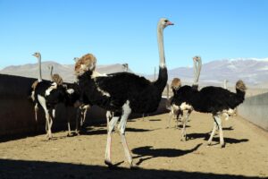 AĞRI (AA) – Ağrı'nın Doğubayazıt ilçesinde yaşayan girişimci İbrahim Akkurt,